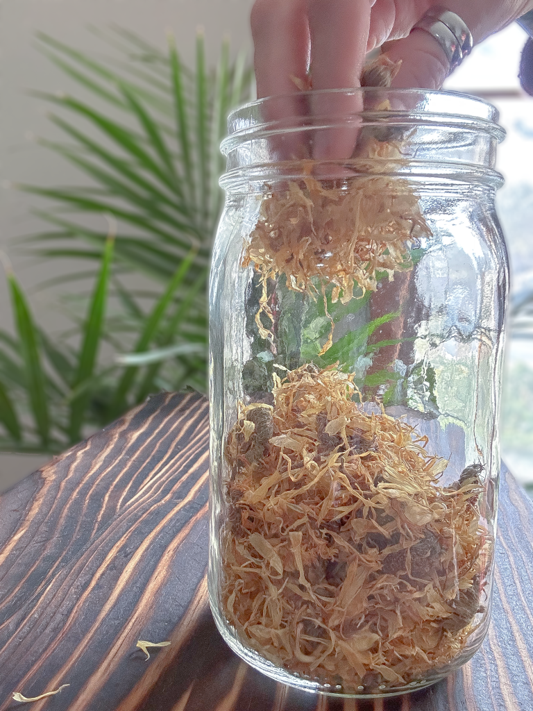 MAKE YOUR OWN CALENDULA OIL