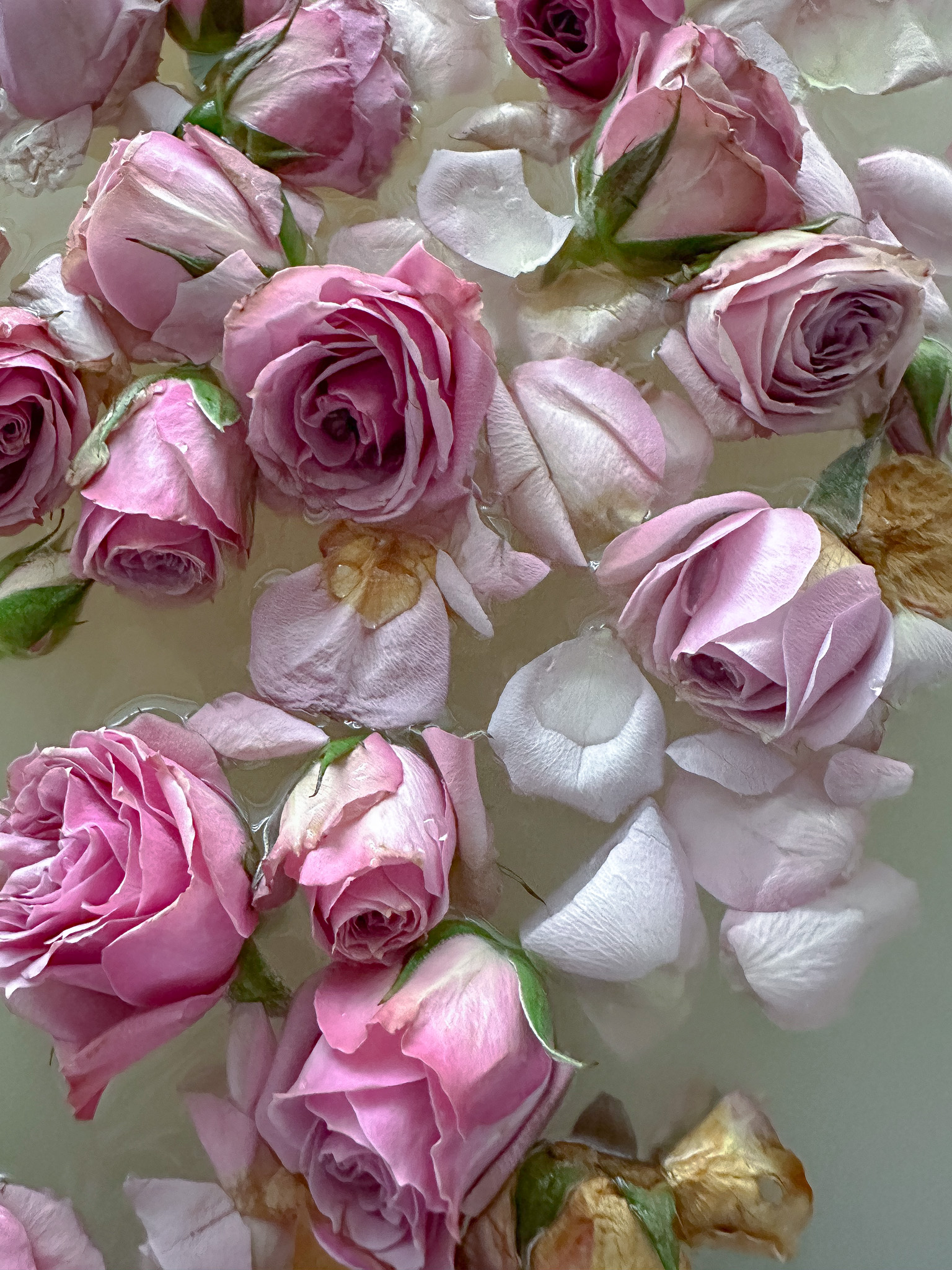 ROSES FOR YOUR TOESES